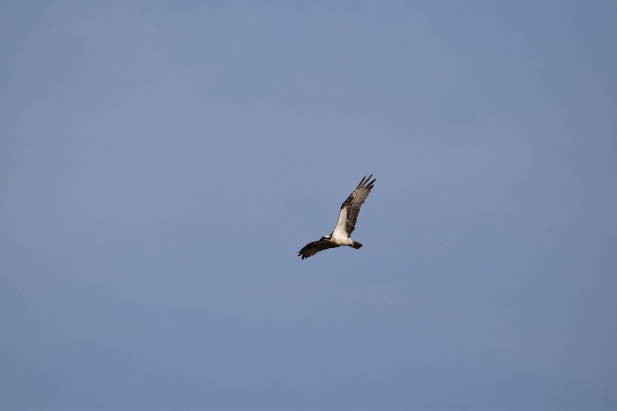 Osprey - ML640166042