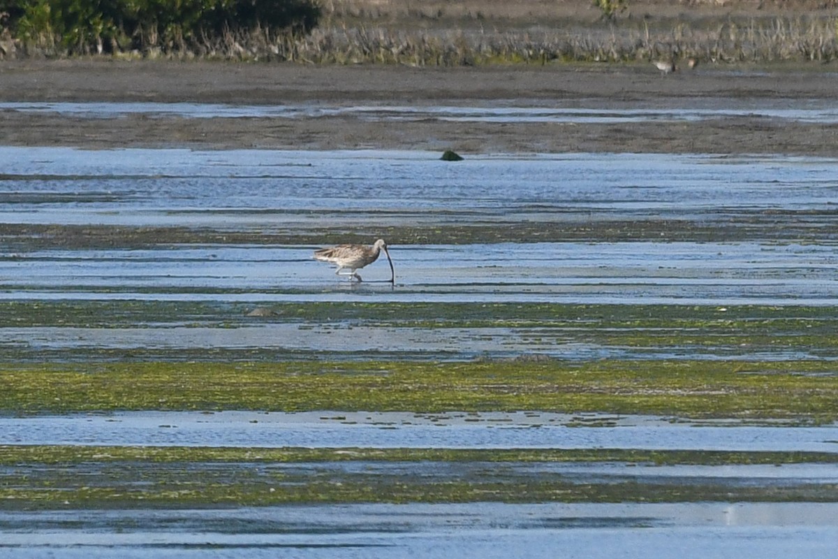 חרמשון גדול - ML640166046