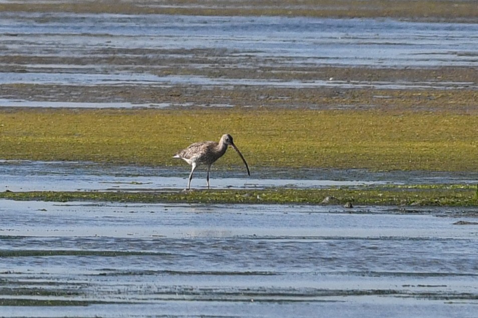 חרמשון מזרח רחוק - ML640166054
