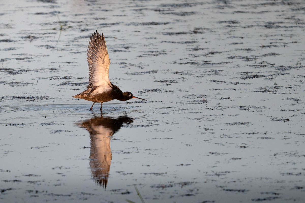 Spotted Redshank - ML640166056