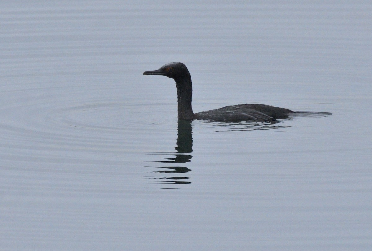 Magellanic Cormorant - ML640166057