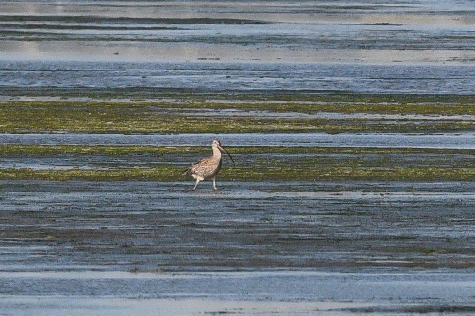 חרמשון מזרח רחוק - ML640166060