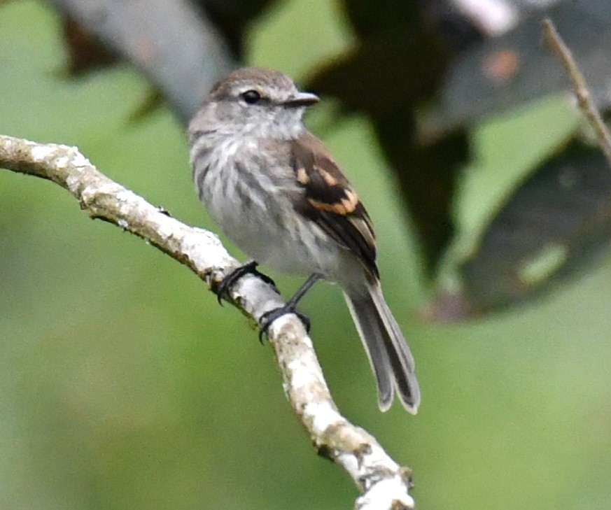 Mouse-gray Flycatcher - ML640166152