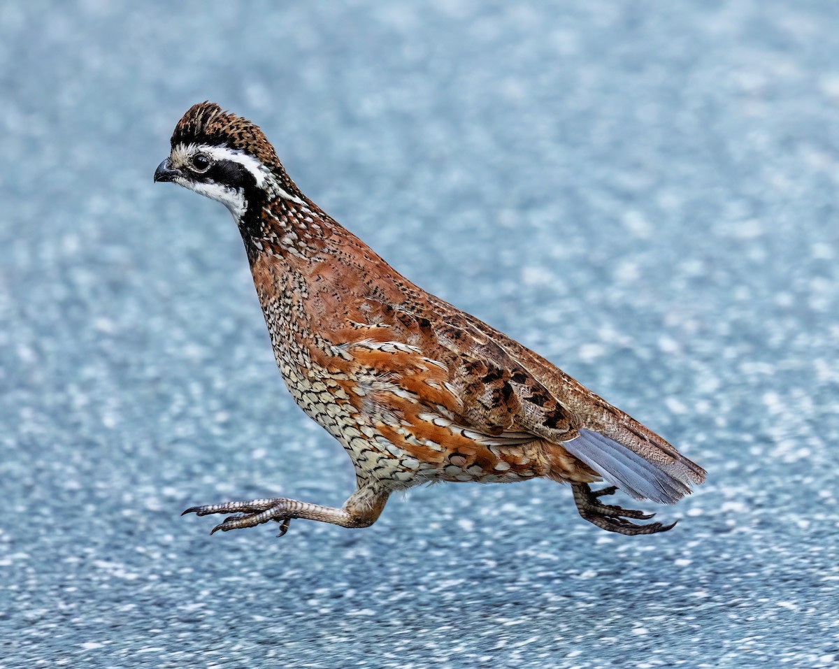 Colino della Virginia - ML640166186