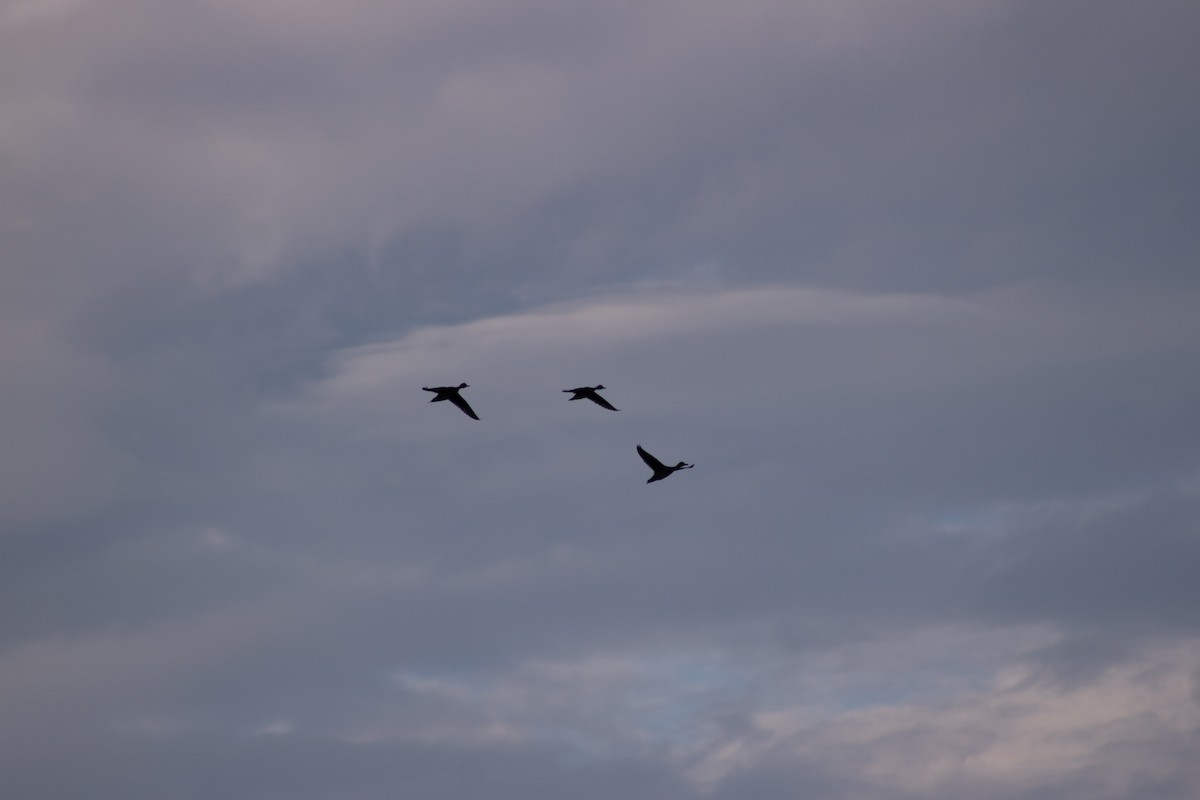Andean Teal - ML640166336