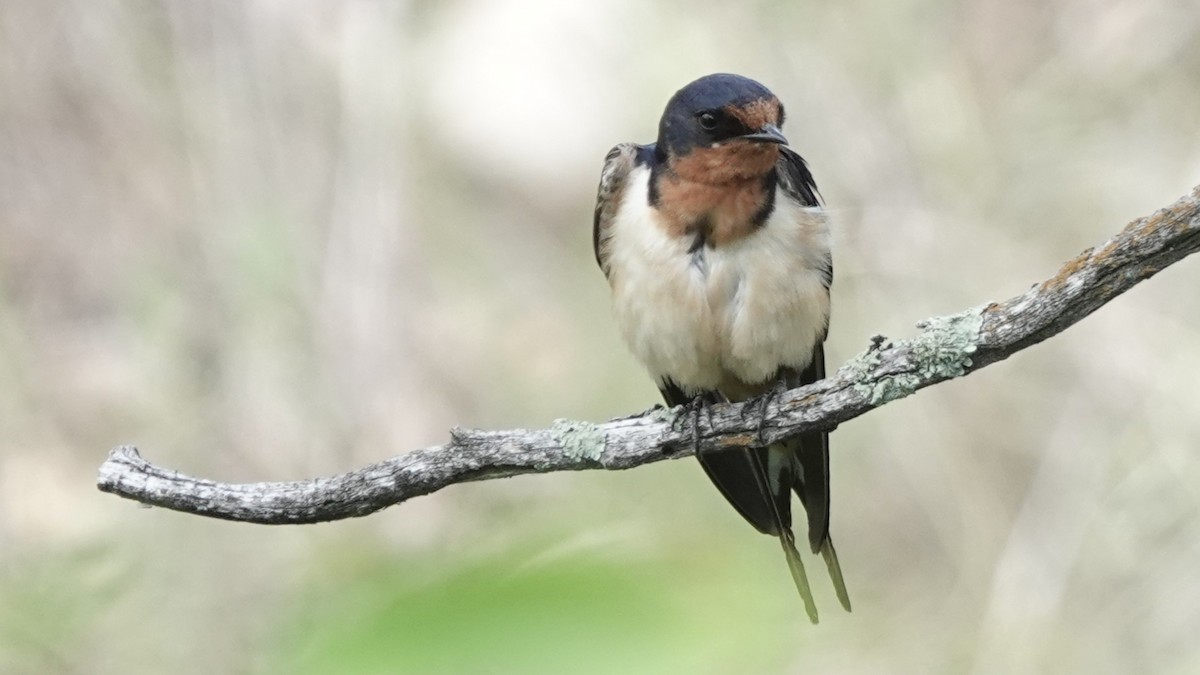 Hirondelle rustique - ML640166346