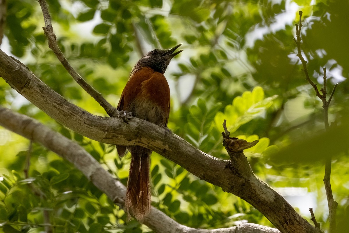 Rufous-breasted Spinetail - ML640166350