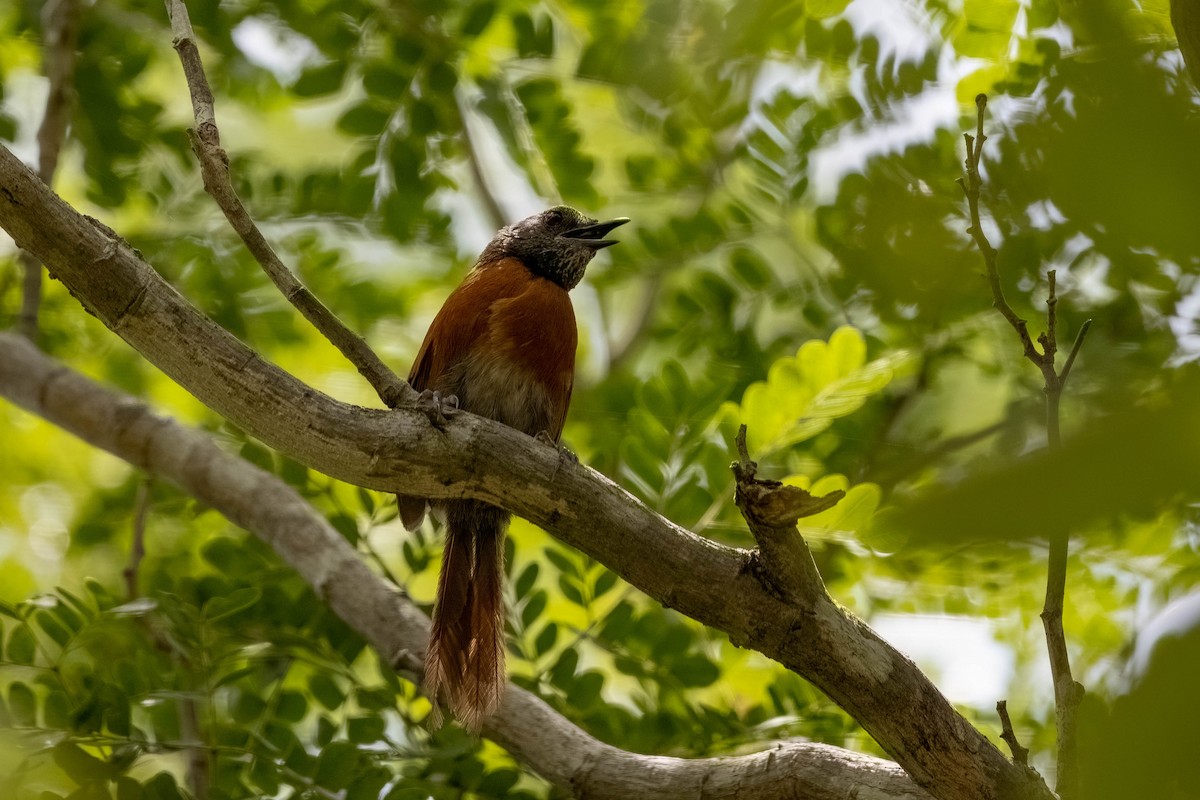 Rufous-breasted Spinetail - ML640166351