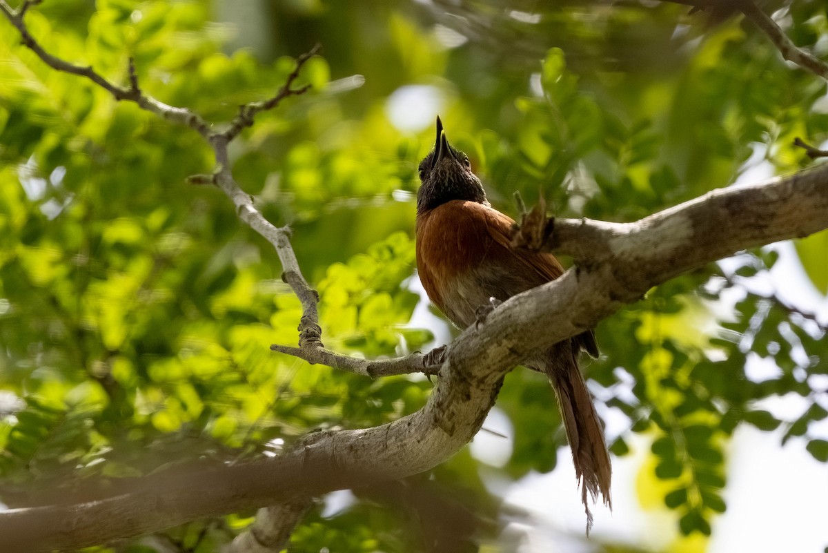 Rufous-breasted Spinetail - ML640166353