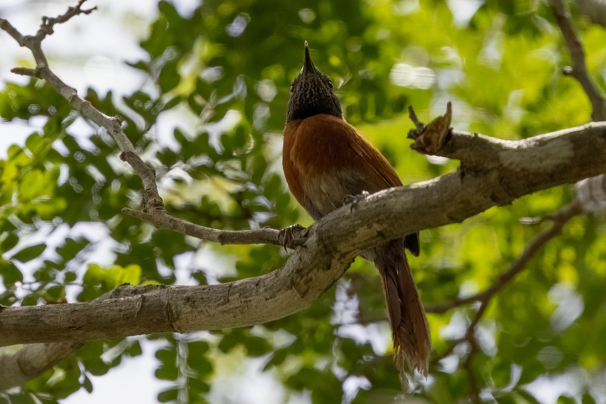 Rufous-breasted Spinetail - ML640166354