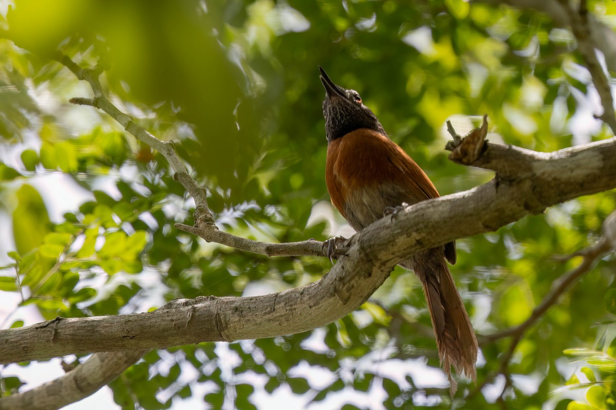 Rufous-breasted Spinetail - ML640166355