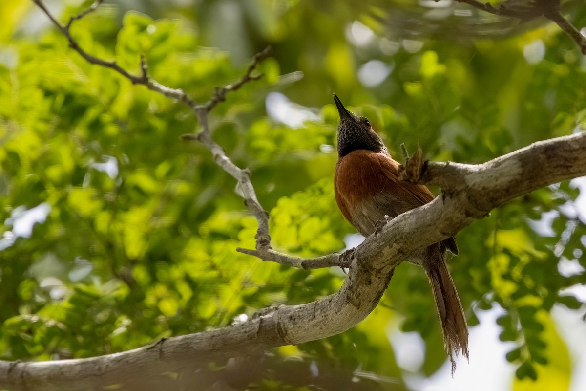 Rufous-breasted Spinetail - ML640166356