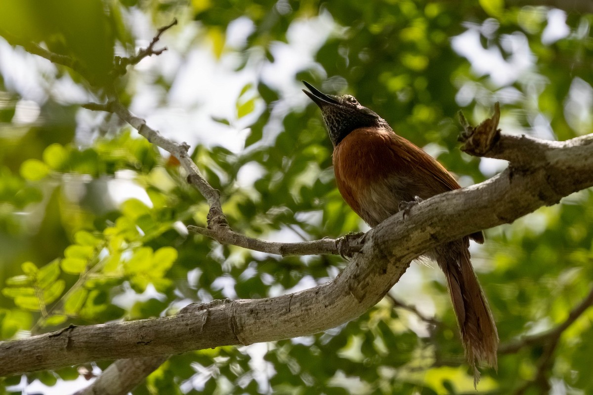 Rufous-breasted Spinetail - ML640166357