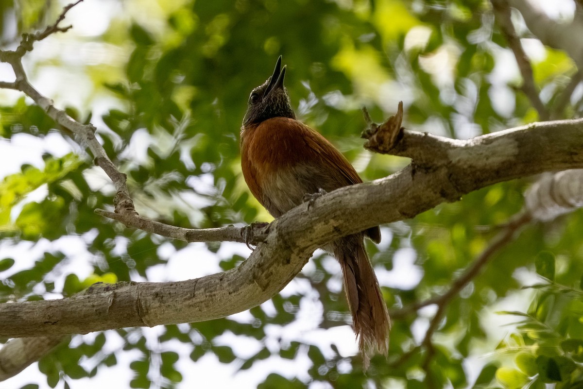 Rufous-breasted Spinetail - ML640166358