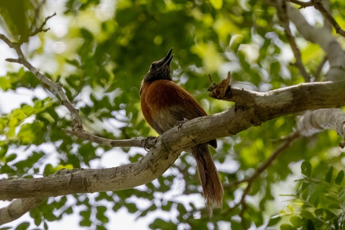 Rufous-breasted Spinetail - ML640166359