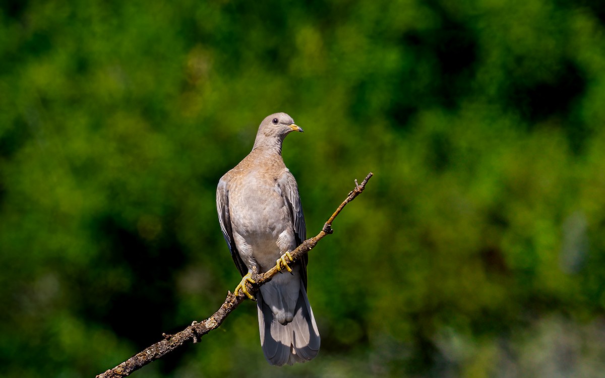 Bant Kuyruklu Güvercin - ML640166361
