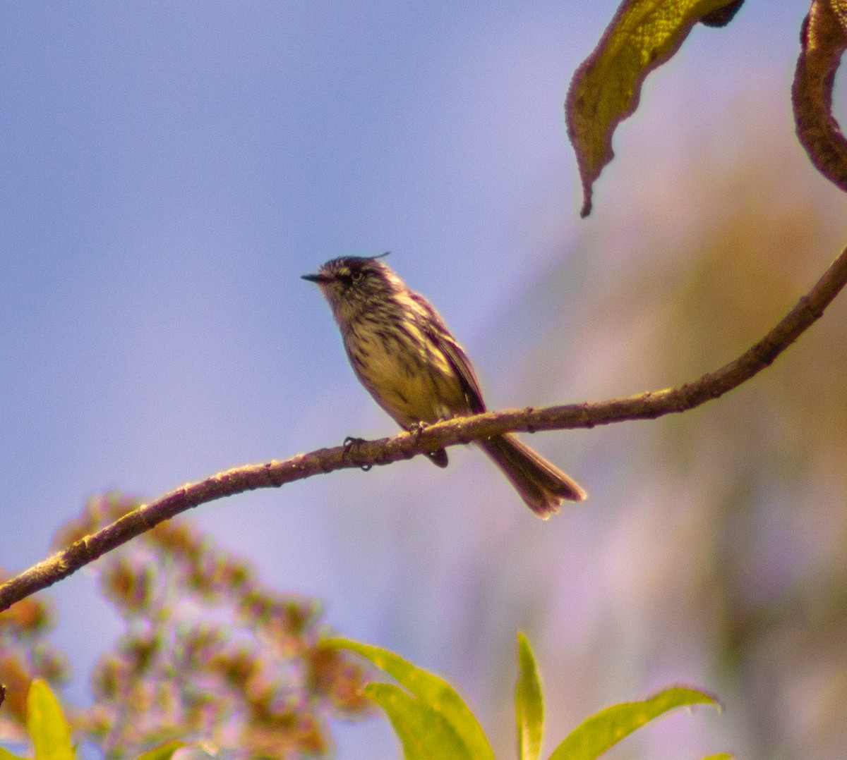 Tufted Tit-Tyrant - ML640166382