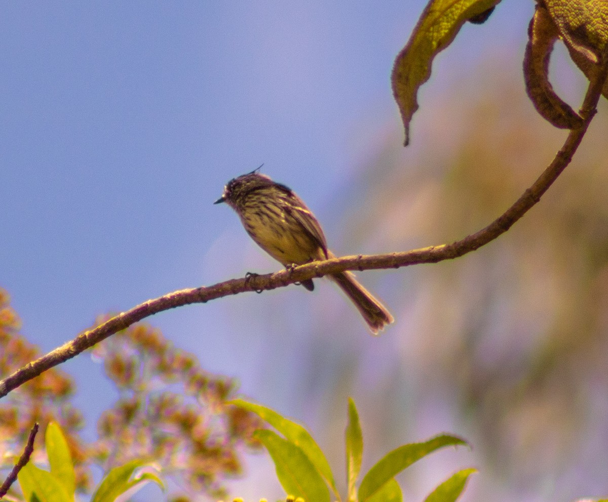 Tufted Tit-Tyrant - ML640166385