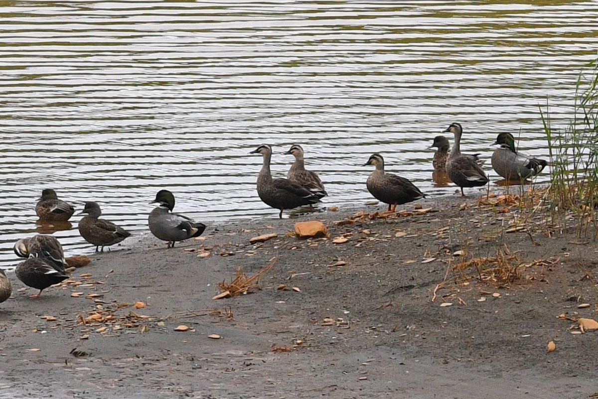 Falcated Duck - ML640166464