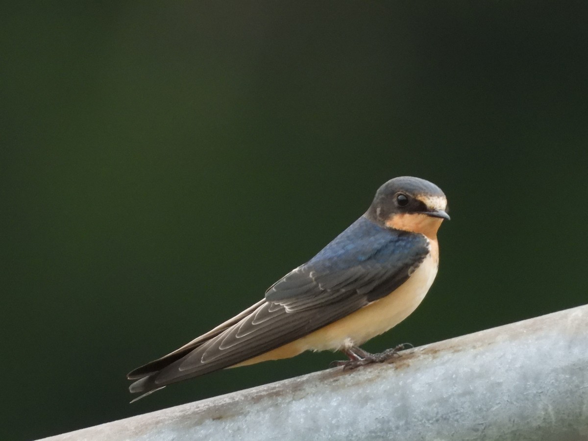 Hirondelle rustique - ML640166489