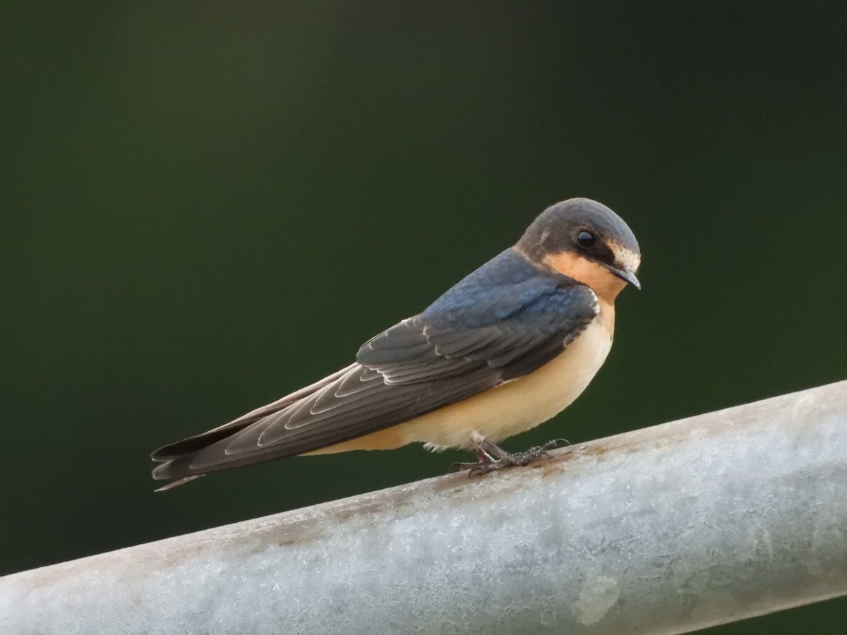 Hirondelle rustique - ML640166492