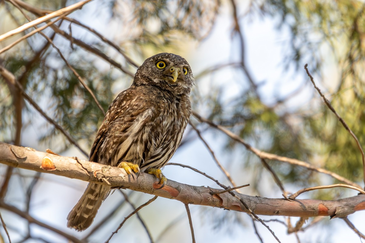 Northern Pygmy-Owl - ML640166503