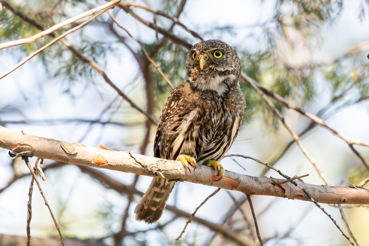Northern Pygmy-Owl - ML640166504