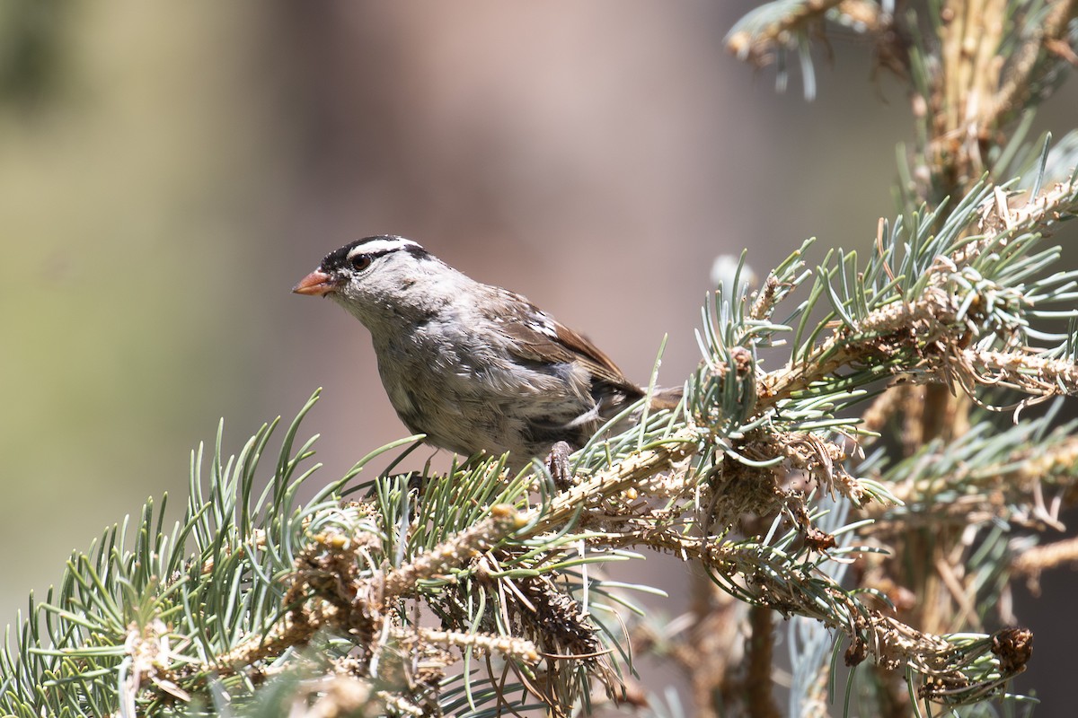White-crowned Sparrow - ML640166572