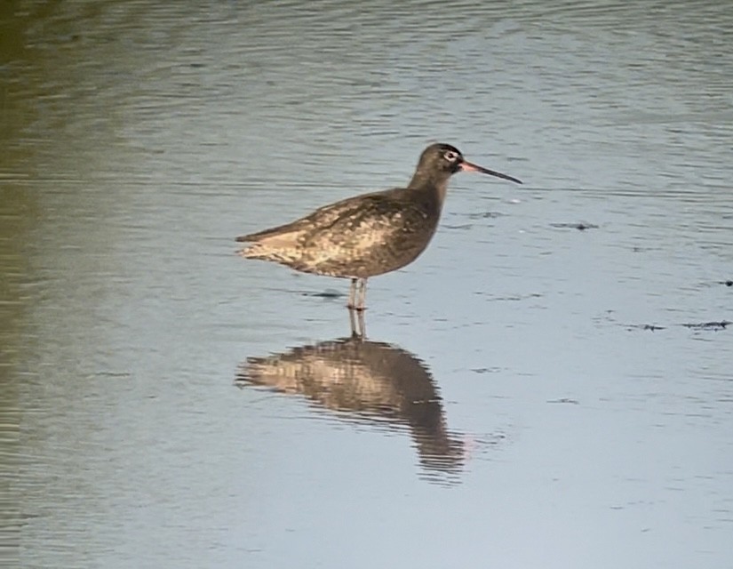Spotted Redshank - ML640166591