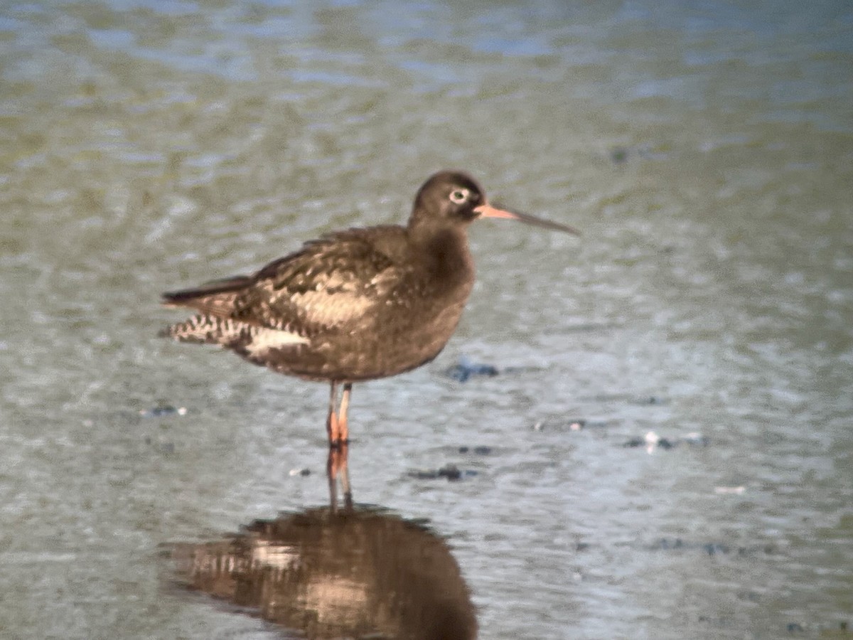 Spotted Redshank - ML640166592