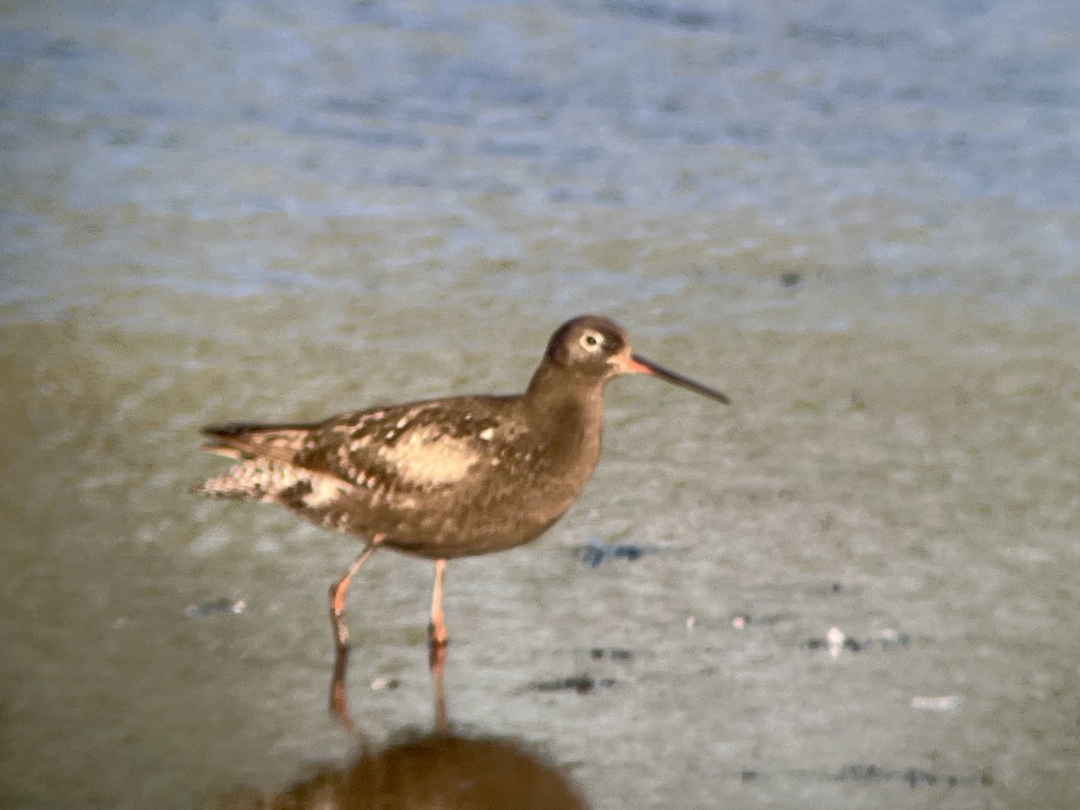 Spotted Redshank - ML640166593