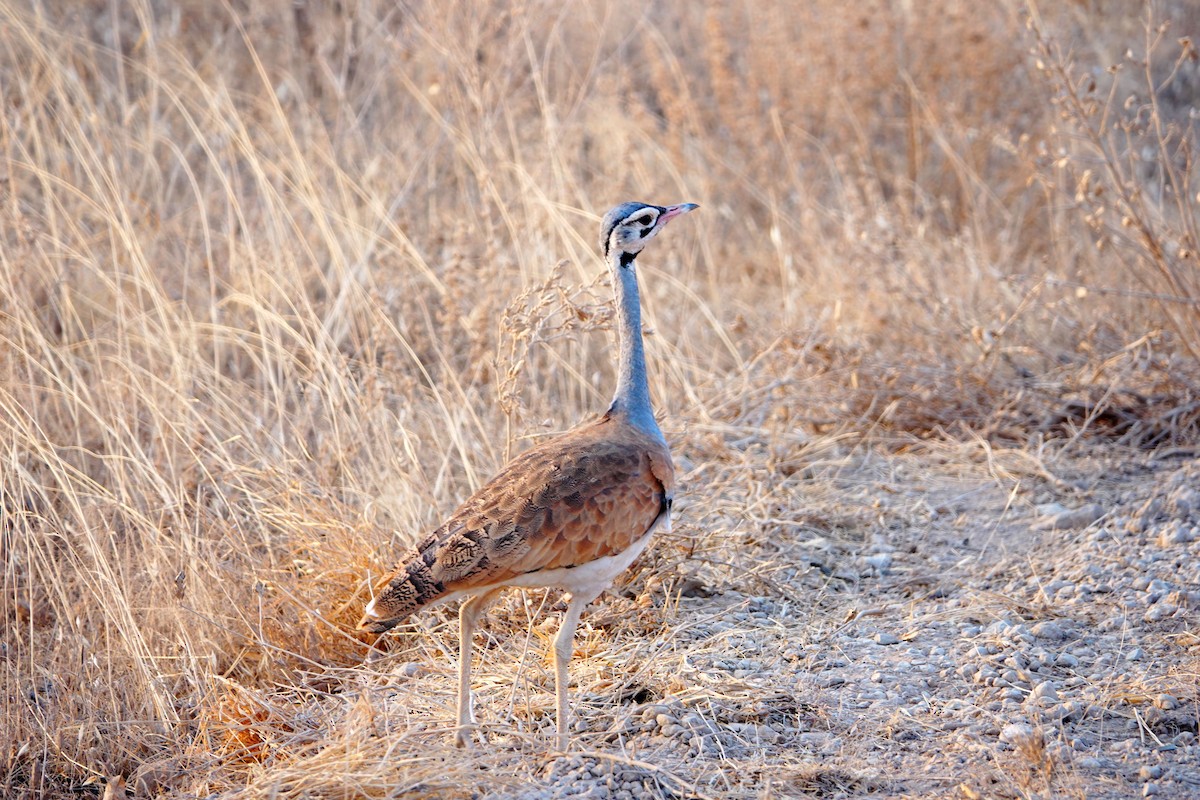 White-bellied Bustard (White-bellied) - ML640166623