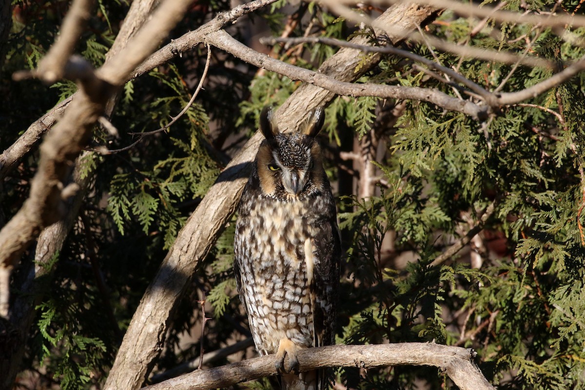 Long-eared Owl - ML640166733