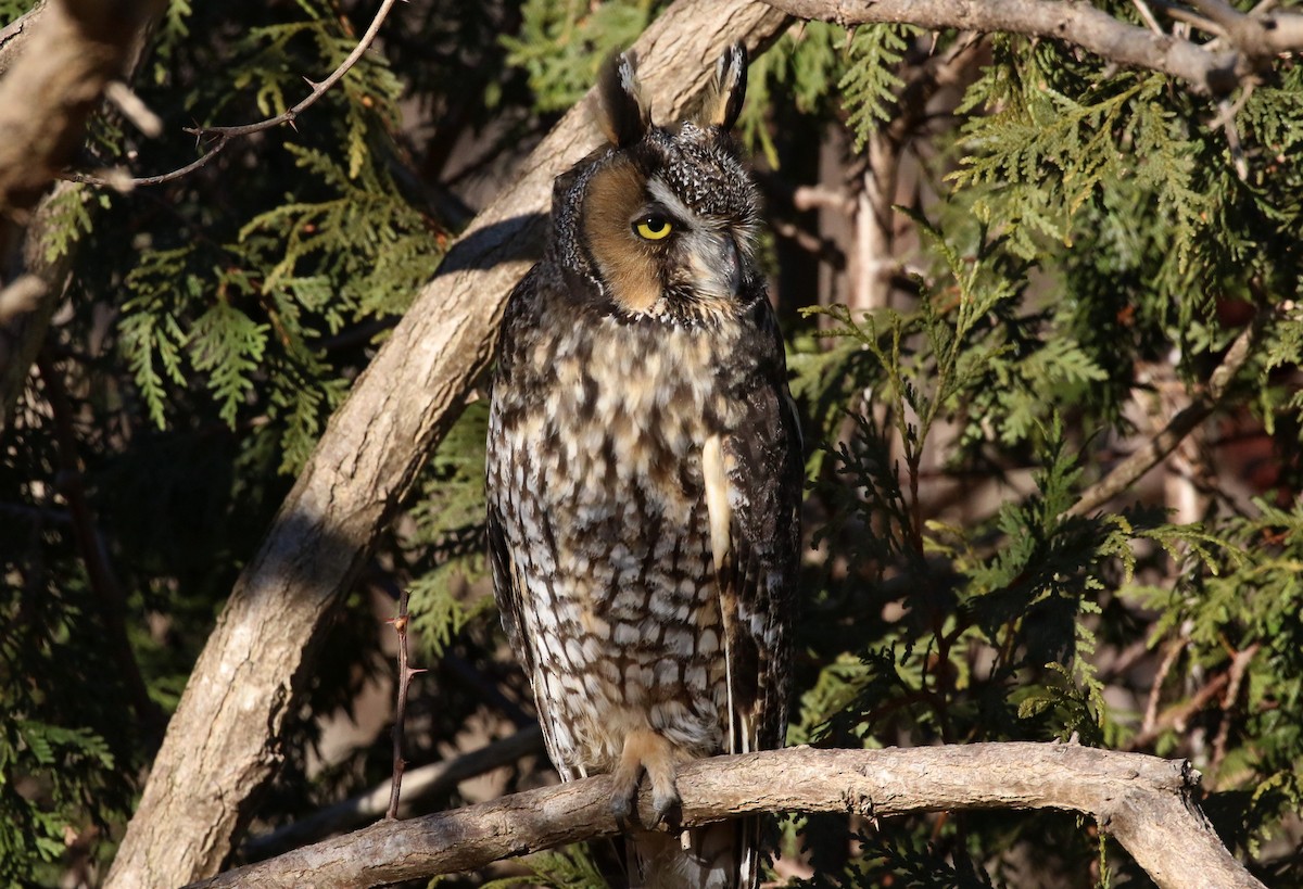 Long-eared Owl - ML640166734