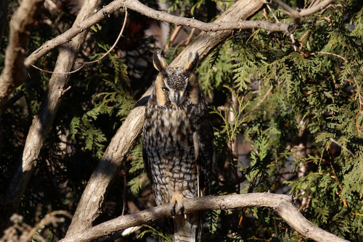 Long-eared Owl - ML640166735