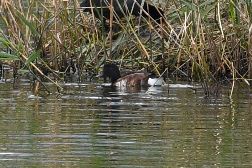 Baer's Pochard - ML640166746
