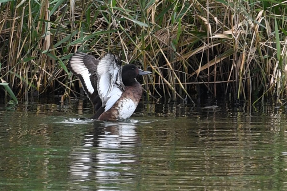 Baer's Pochard - ML640166747
