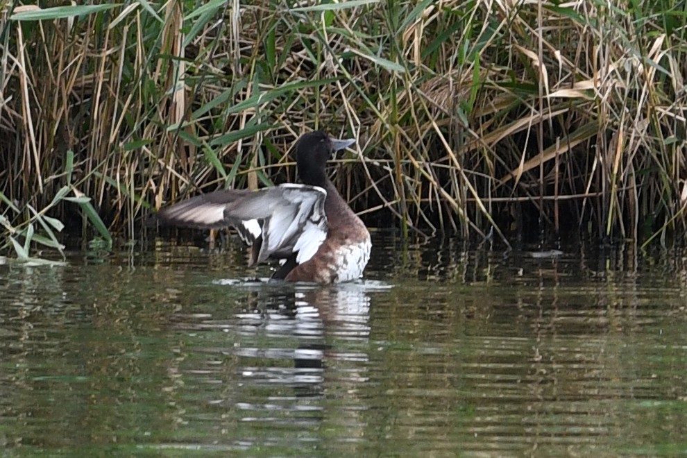Baer's Pochard - ML640166748