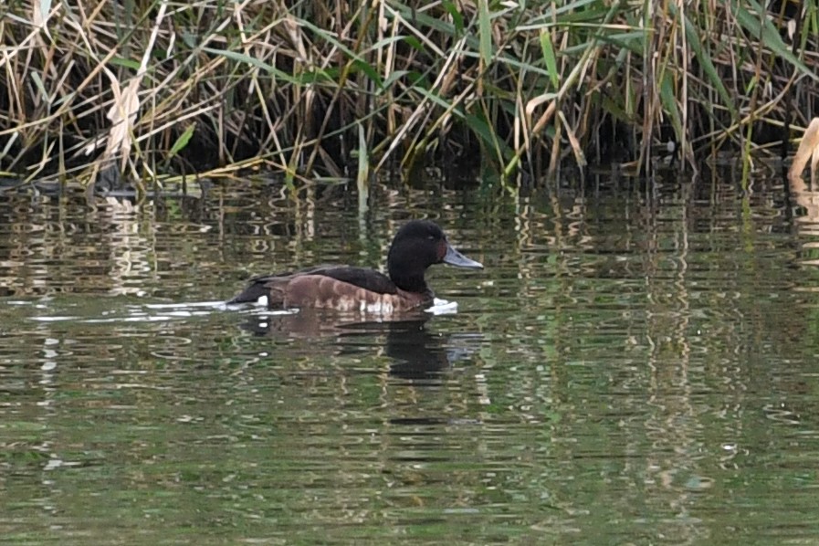 Baer's Pochard - ML640166749