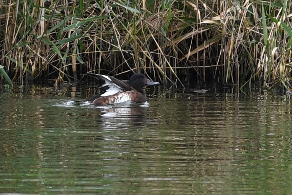 Baer's Pochard - ML640166750