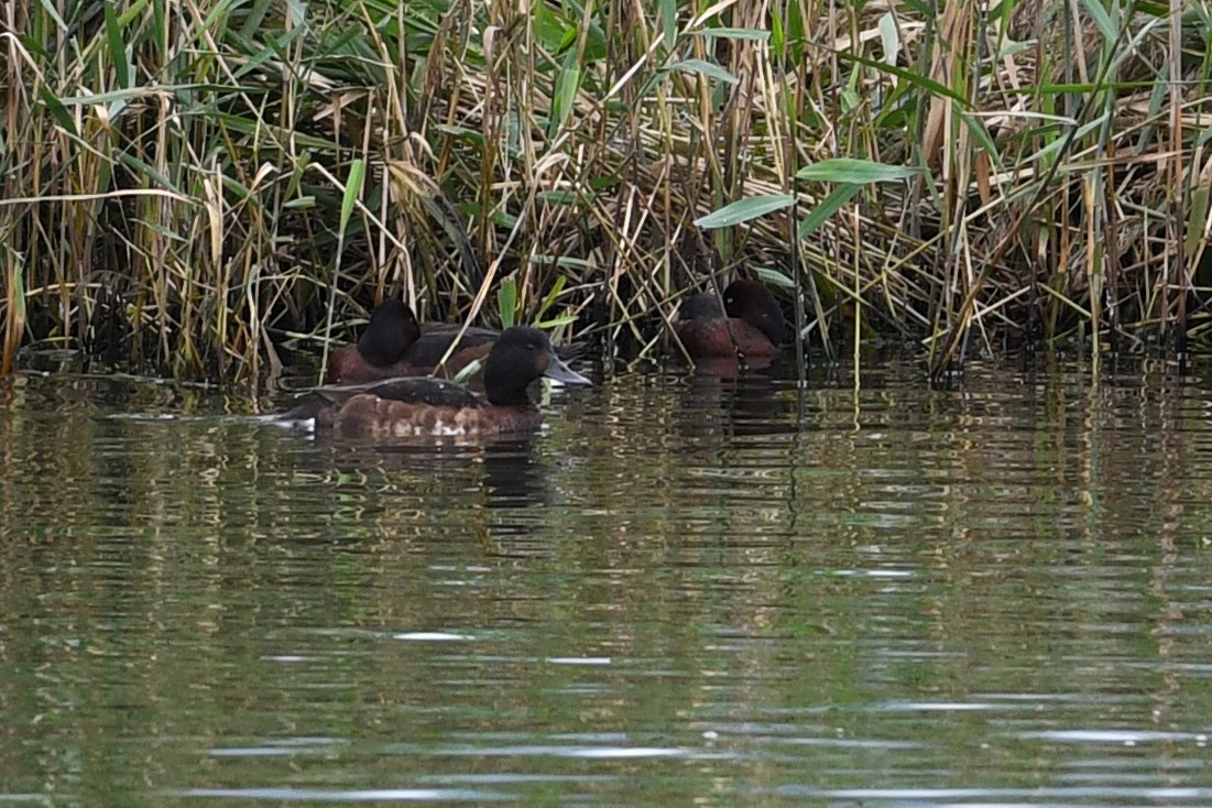 Baer's Pochard - ML640166751
