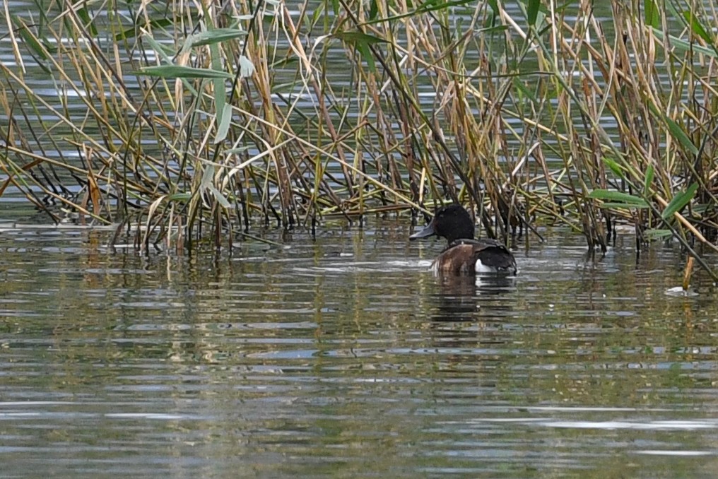 Baer's Pochard - ML640166752
