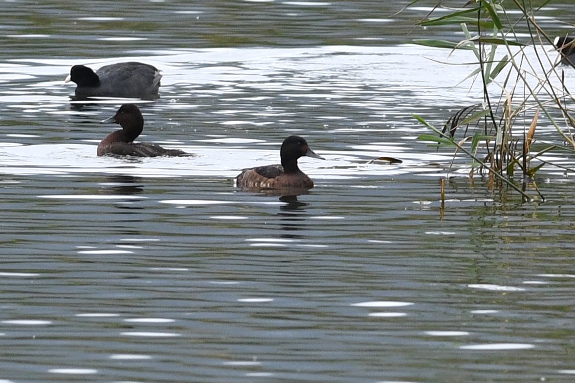 Baer's Pochard - ML640166753