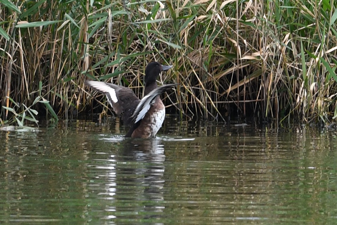 Baer's Pochard - ML640166754