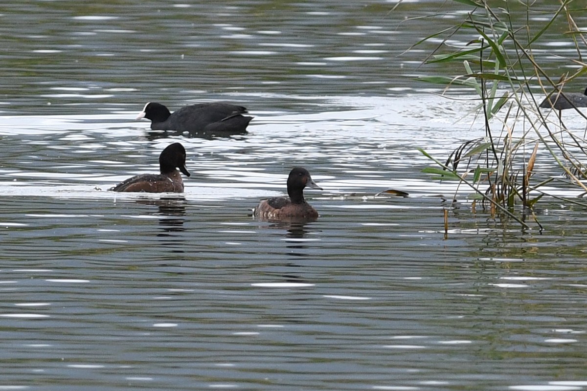 Baer's Pochard - ML640166755