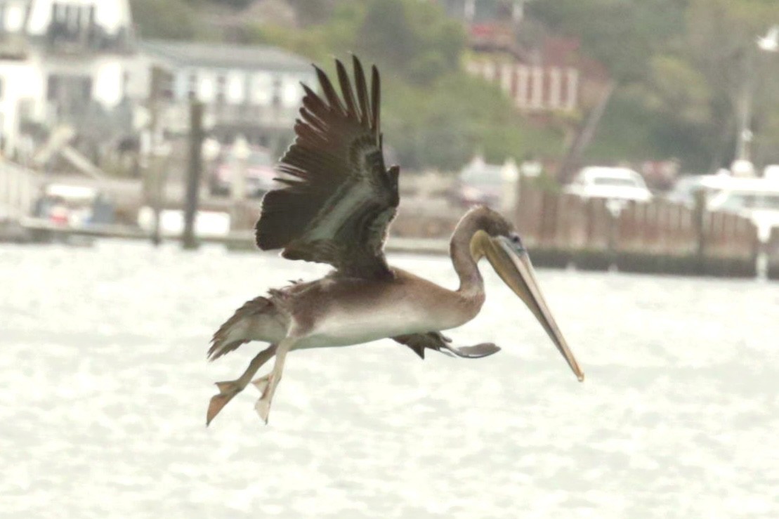 Brown Pelican - ML640166815