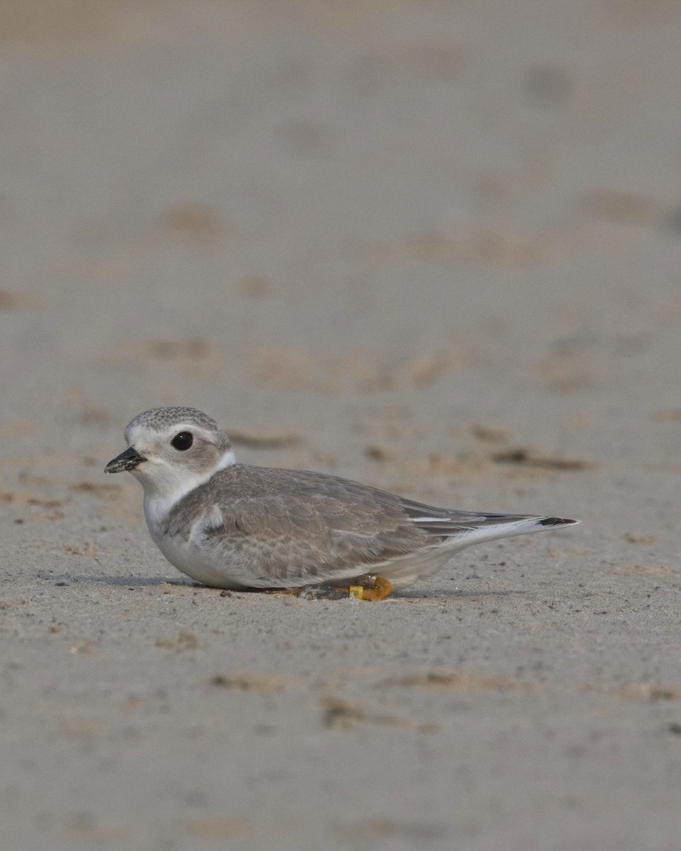 kulík pisklavý - ML640166866