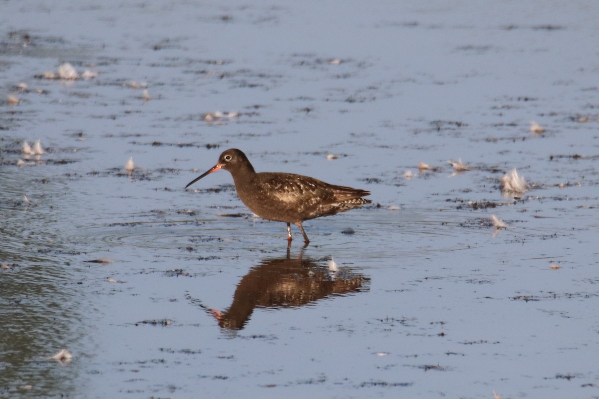 Dunkelwasserläufer - ML640166868