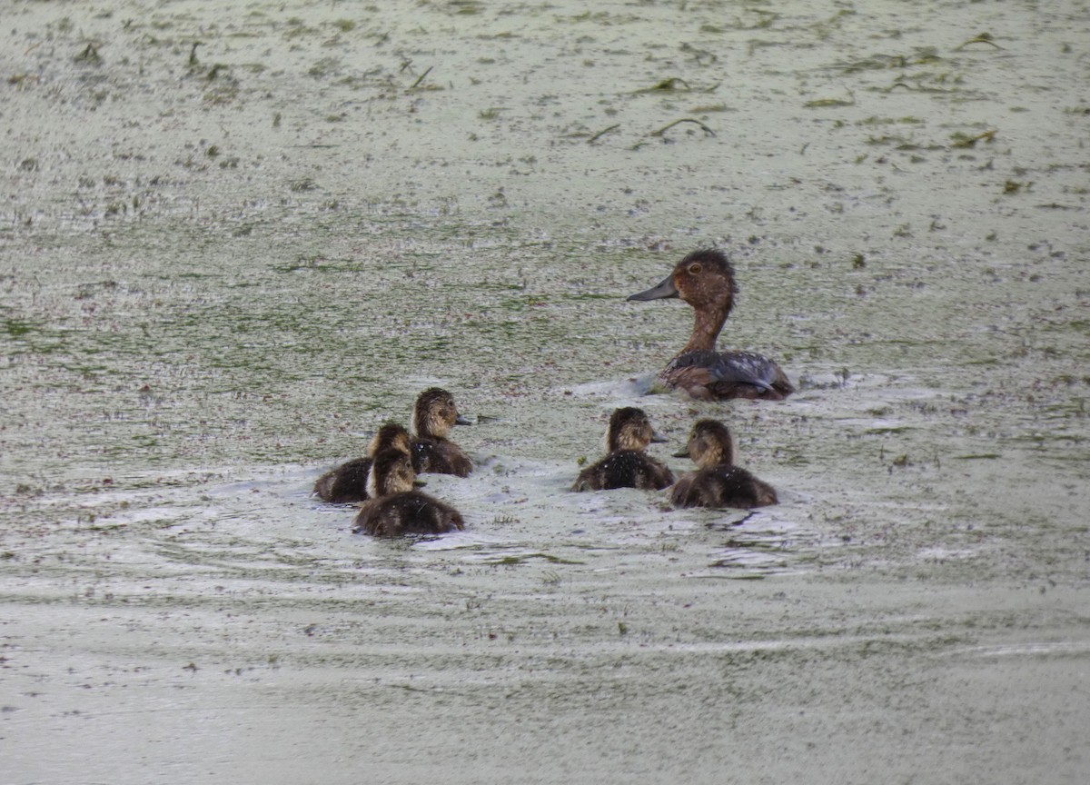 Ring-necked Duck - ML640166886