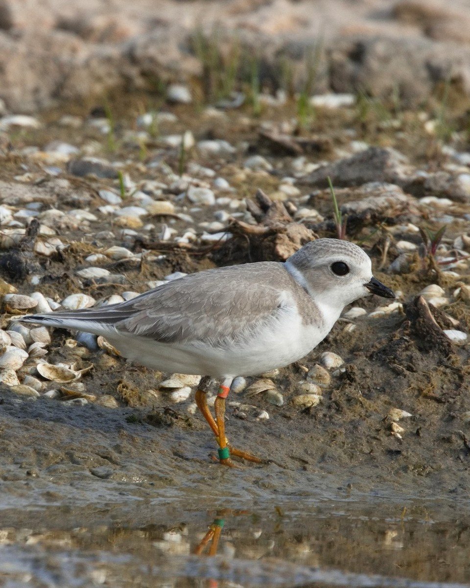 kulík pisklavý - ML640166898